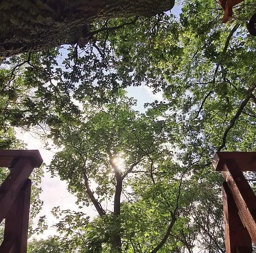 Campsite Tree Vill Goledzinow