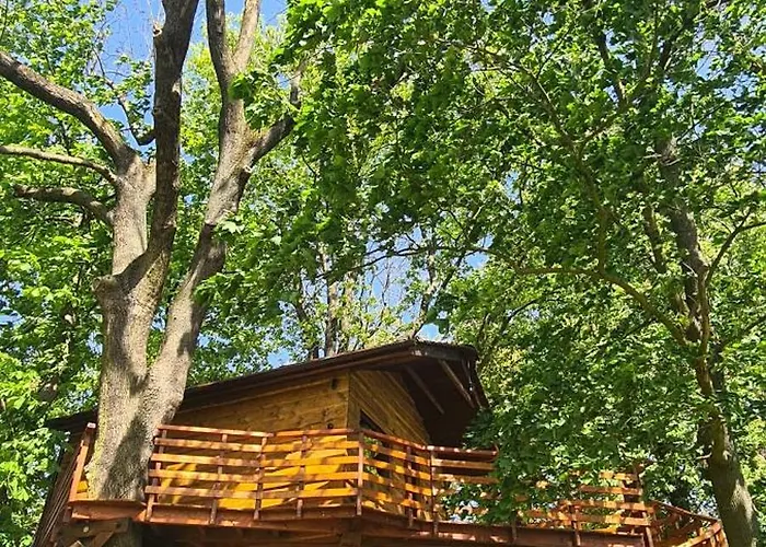 Campsite Tree Vill Goledzinow